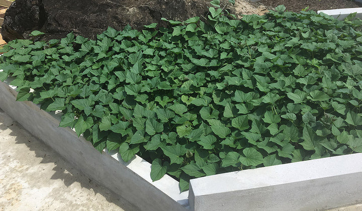 Growing Sweet Potatoes for Year Around Yields