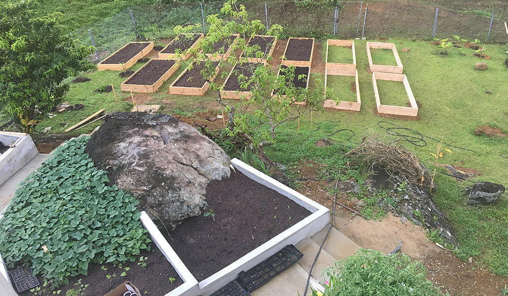 Wood Garden Boxes in our Permaculture Urban Farm