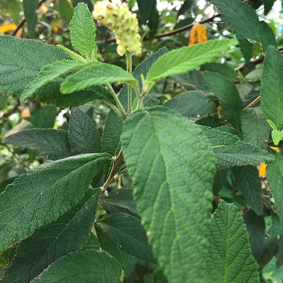 Cordia Verbenacea Leaves (qty 15)