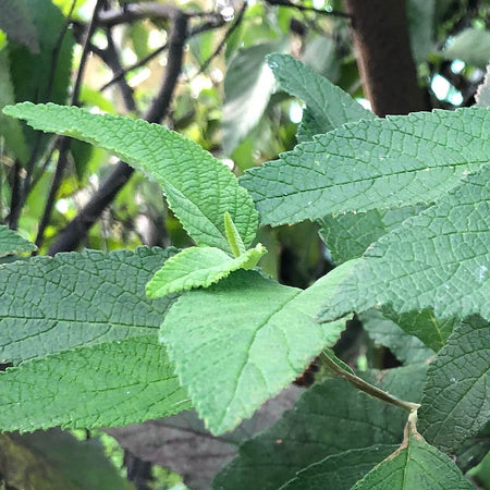 Cordia Verbenacea Leaves (qty 15)