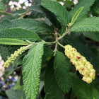 Cordia Verbenacea Leaves (qty 15)