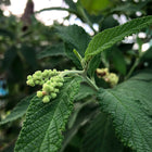 Cordia Verbenacea Leaves (qty 15)