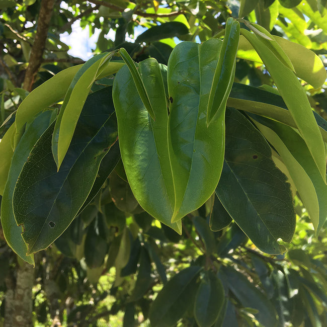 Guanabana Leaves (qty 20)