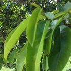 Guanabana Leaves (qty 20)