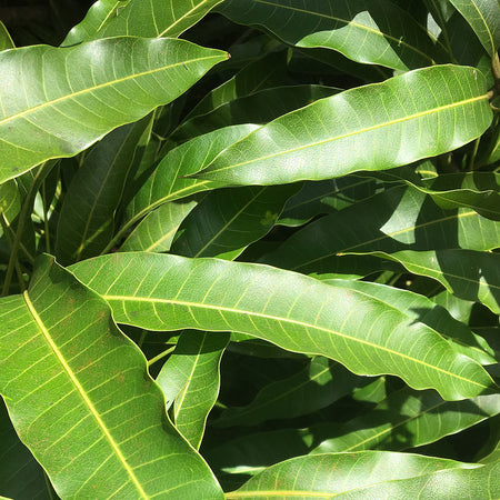 Mango Leaves (qty 20)