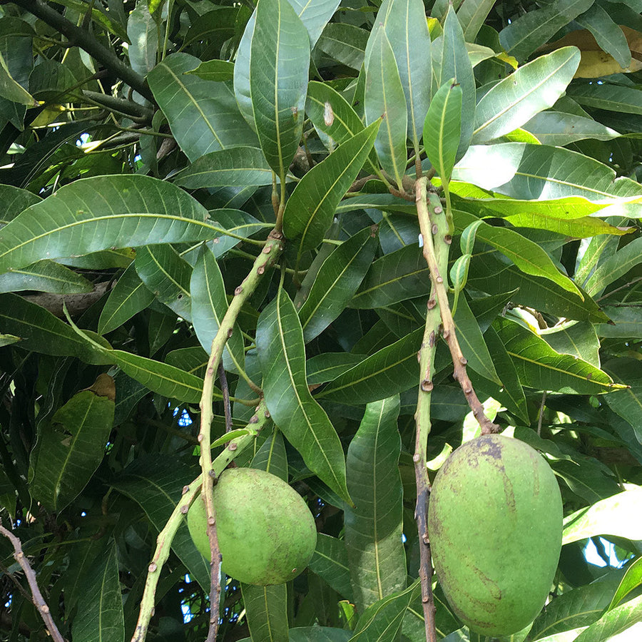 Mango Leaves (qty 20)