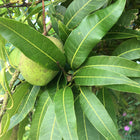 Mango Leaves (qty 20)