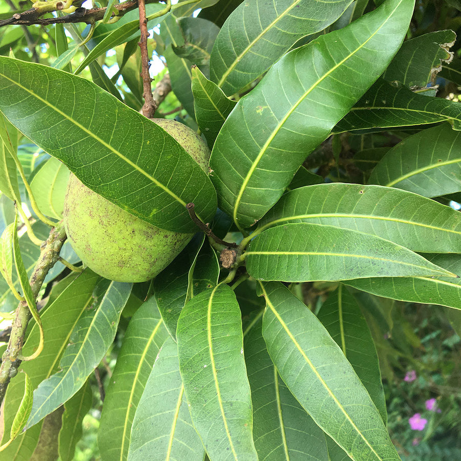 Mango Leaves (qty 20)