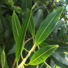 Mango Leaves (qty 20)